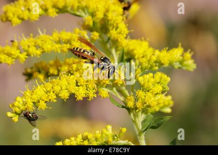 European paper wasp on Canadian goldenrod. Polistes dominula. Stock Photo