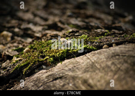 Close up shot of green moss growing on an old wooden log in the forest. Stock Photo