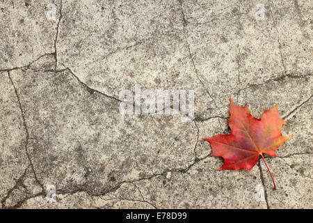 Single red fall maple leaf on an abstract cracked concrete background Stock Photo