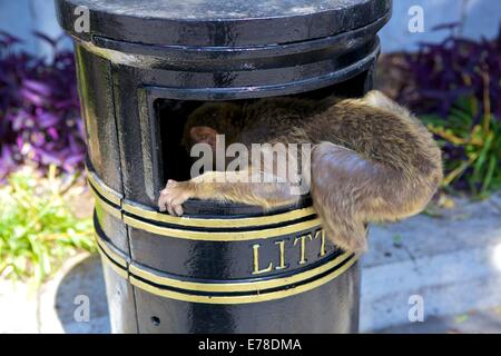 Barbary Macaque, Gibraltar, Cadiz Province, South West Europe Stock Photo