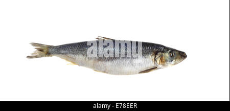 Salted herring isolated on white background Stock Photo
