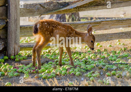 Young deer eating apples at the Ruckle farm, Ruckle Provincial Park, Salt spring Island, British Columbia, Canada Stock Photo