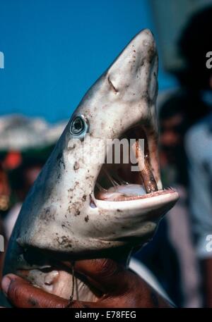 Reef shark (Carcharhinus perezi) being sold at the Bombay Fish Market. Bombay, India Stock Photo