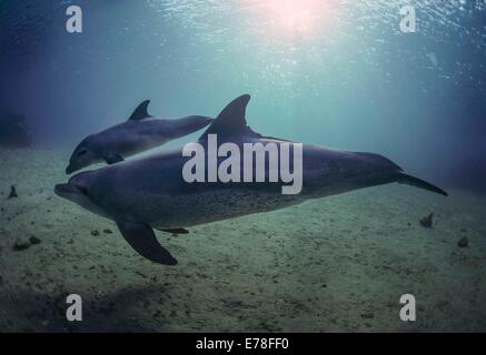 Wild bottlenose dolphins (Tursiops truncatus) mother and calf.  Nuweiba, Egypt, Red Sea Stock Photo