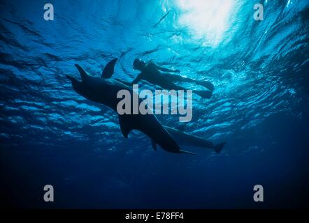 Dolphin trainer interacts with mother and juvenile bottlenose dolphins (Tursiops truncatus). Dolphin reef, Eilat, Israel, Red Se Stock Photo