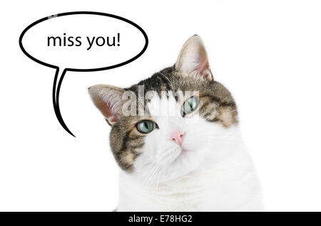 Cat portrait over white isolated background with thought balloon with the text miss you! inside. Stock Photo