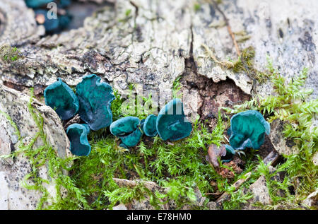 Green Elfcup, Chlorociboria aeruginascens Stock Photo