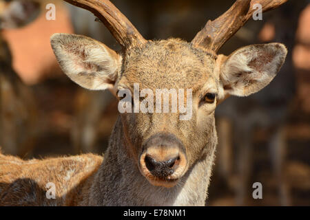 Persian Fallow deer, Stock Photo