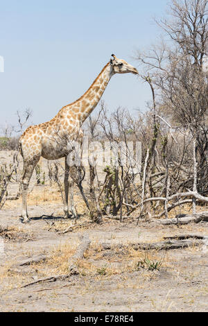 An Angolan giraffe (Giraffa camelopardalis) browses in dry scrub land in the Okavango Delta, Kalahari, Botswana, southern Africa