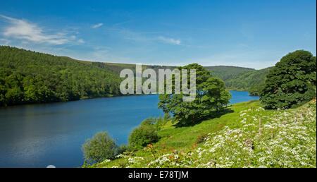 Ladybower Lake reservoir on Ashop River with blue sky reflected in calm water bordered by woodlands & fields of wildflowers, Derwent Valley,  England Stock Photo