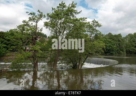 Derwent River spilling over horseshoe shaped weir at English village of Belper with riverbank trees reflected in calm water Stock Photo