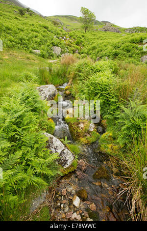 Small stream on hillside with water from spring tumbling over moss covered rocks and among emerald bracken and native grasses in Lake District England Stock Photo