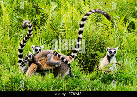 Ring Tailed Lemurs in Madagascar. Stock Photo