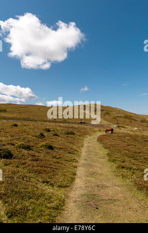 Footpath up to Meini Hirion Druid's Circle above Penmaenmawr North Wales Stock Photo