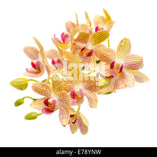 Blooming branch striped yellow and red orchid with drops, phalaenopsis is isolated on white background Stock Photo