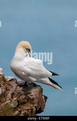 Northern Gannet (Morus bassanus), adult perched on a cliff edge and preening, at Troup Head, Aberdeenshire, Scotland. March. Stock Photo
