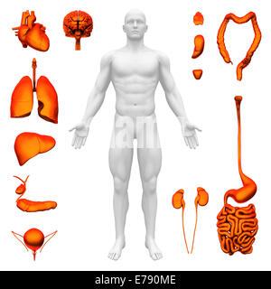 Internal organs - Human anatomy Stock Photo