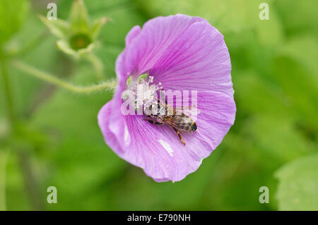 Malva Lavatera with pollen covered Honey Bee Stock Photo