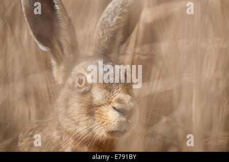 Brown hare (Lepus capensis) adult hiding in a reed bed and photographed through the intervening reeds, at Elmley Marshes Nationa Stock Photo
