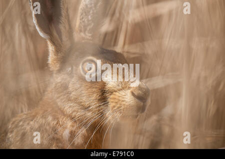 Brown hare (Lepus capensis) adult hiding in a reed bed and photographed through the intervening reeds, at Elmley Marshes Nationa Stock Photo