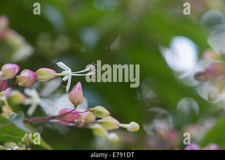 Clerodendrum trichotomum var. fargesii. Farges harlequin glory bower shrub / tree flower Stock Photo