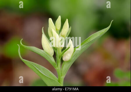White helleborine (Cephalanthera damasonium), Southern France, Provence, France Stock Photo