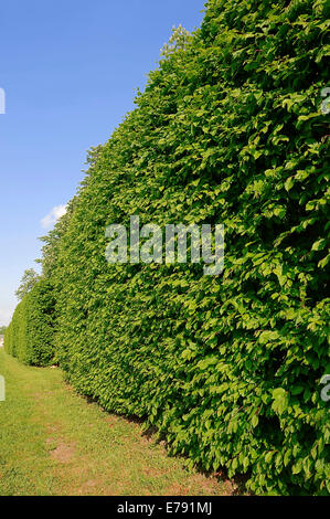 Common hornbeam (Carpinus betulus), hedge, North Rhine-Westphalia, Germany Stock Photo