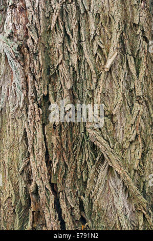 White willow (Salix alba), bark, North Rhine-Westphalia, Germany Stock Photo