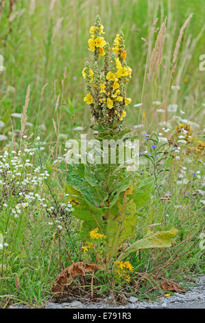Dense-Flowered Mullein (Verbascum densiflorum), North Rhine-Westphalia, Germany Stock Photo