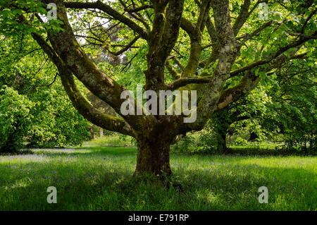 Pollarded Norway Maple (Acer platanoides) in the grounds of Broddick Castle, Isle of Arran. Stock Photo