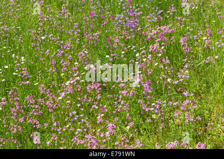 meadow wildflowers cuckoo light red carnations bellflower Stock Photo