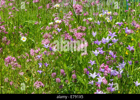 meadow wildflowers cuckoo light red carnations bellflower Stock Photo