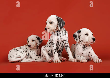 Three Dalmatian puppies, 6 weeks Stock Photo
