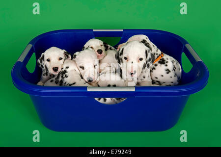 Dalmatian puppies, 6 weeks in a tub Stock Photo