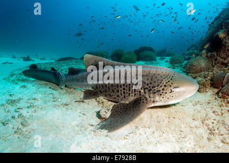 Zebra shark (Stegostoma fasciatum) resting on the sandy seafloor, Dimaniyat Islands nature reserve, Al Batinah region, Oman Stock Photo