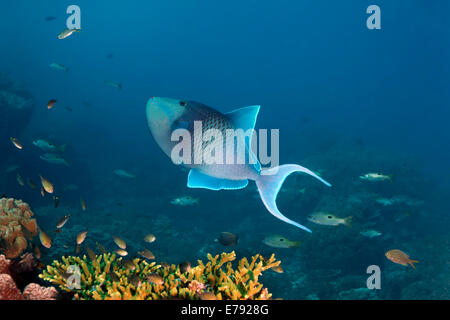 Redtoothed triggerfish (Odonus niger) over a coral reef, Dimaniyat Islands nature reserve, Al Batinah region, Oman Stock Photo