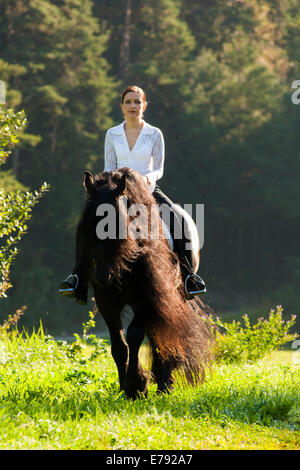 Horsewoman riding a black Friesian horse with a long crest, at a walk in the field, Northern Tyrol, Austria Stock Photo