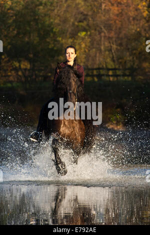 Horsewoman riding a black Friesian horse, trotting through the water, Northern Tyrol, Austria Stock Photo