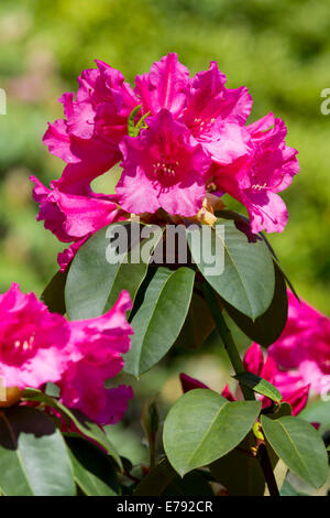Williams Rhododendron (Rhododendron williamsianum), flowering, Thuringia, Germany Stock Photo