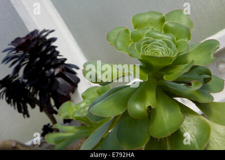 Succulent plants in Glasgow greenhouse Stock Photo