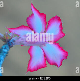 Portrait of delicate impala lily blossom, Kruger Park, South Africa Stock Photo