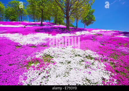 Hokkaido, Japan Stock Photo