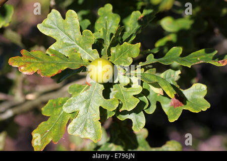 Marble Gall On Penduculate Oak Tree Caused By The Gall Wasp Andricus kollari Stock Photo