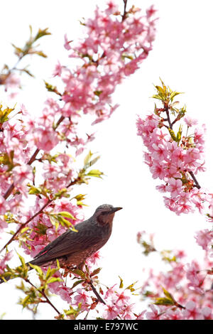 Bird and cherry blossoms Stock Photo