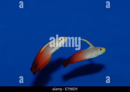 Arrow Goby Fish Stock Photo