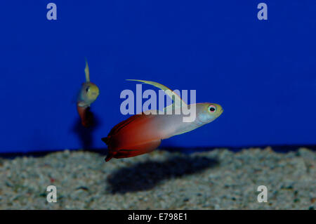 Arrow Goby Fish Stock Photo