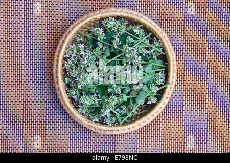 fresh medical herb balm lemon-balm in wicker plate basket Stock Photo