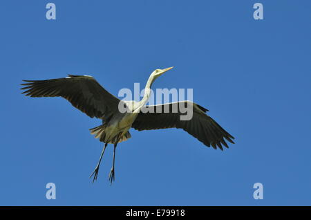 Grey heron flying in Kruger National Park, South Africa Stock Photo