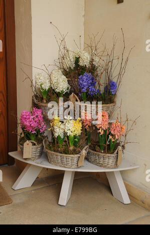 Display of Colourful Spring Flowering Hyacinths in Willow Baskets on a Wooden Table Top Stock Photo