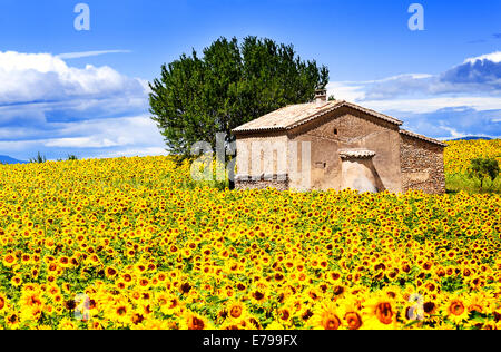 Beautiful landscape with sunflower field over cloudy blue sky and bright sun lights Stock Photo